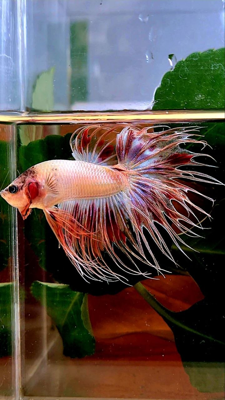 CROWNTAIL ARMAGEDDON BETTA FISH