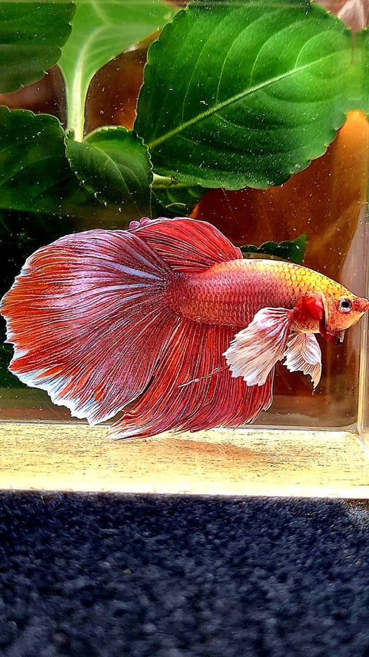 HALFMOON DUMBO EAR ROSEGOLD BETTA FISH