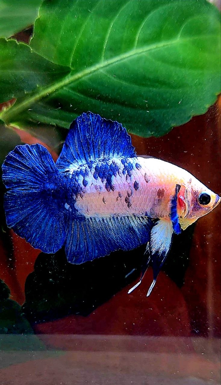 PLAKAT DOUBLE TAIL BLUE MARBLE DOTS BETTA FISH