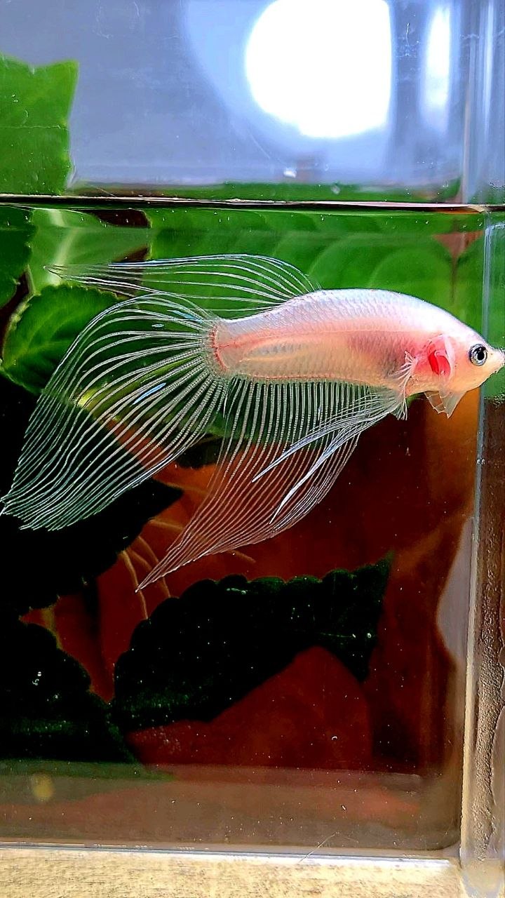 VEILTAIL TRANSPARENT CELLOPHANE BETTA FISH