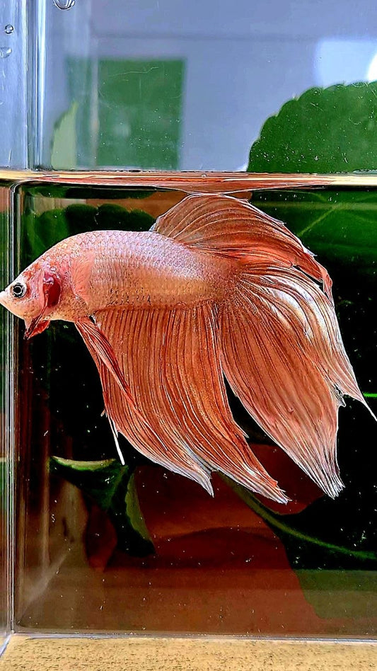 VEILTAIL ORANGE GOLD BETTA FISH
