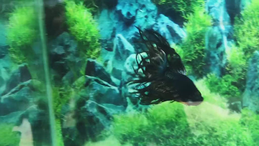 LUXURY KING CROWNTAIL COPPER YELLOW BETTA FISH