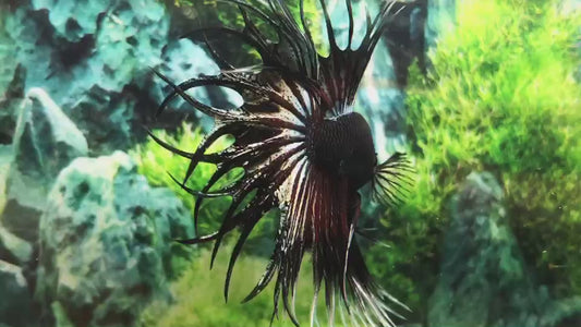 LUXURY KING CROWNTAIL COPPER BETTA FISH