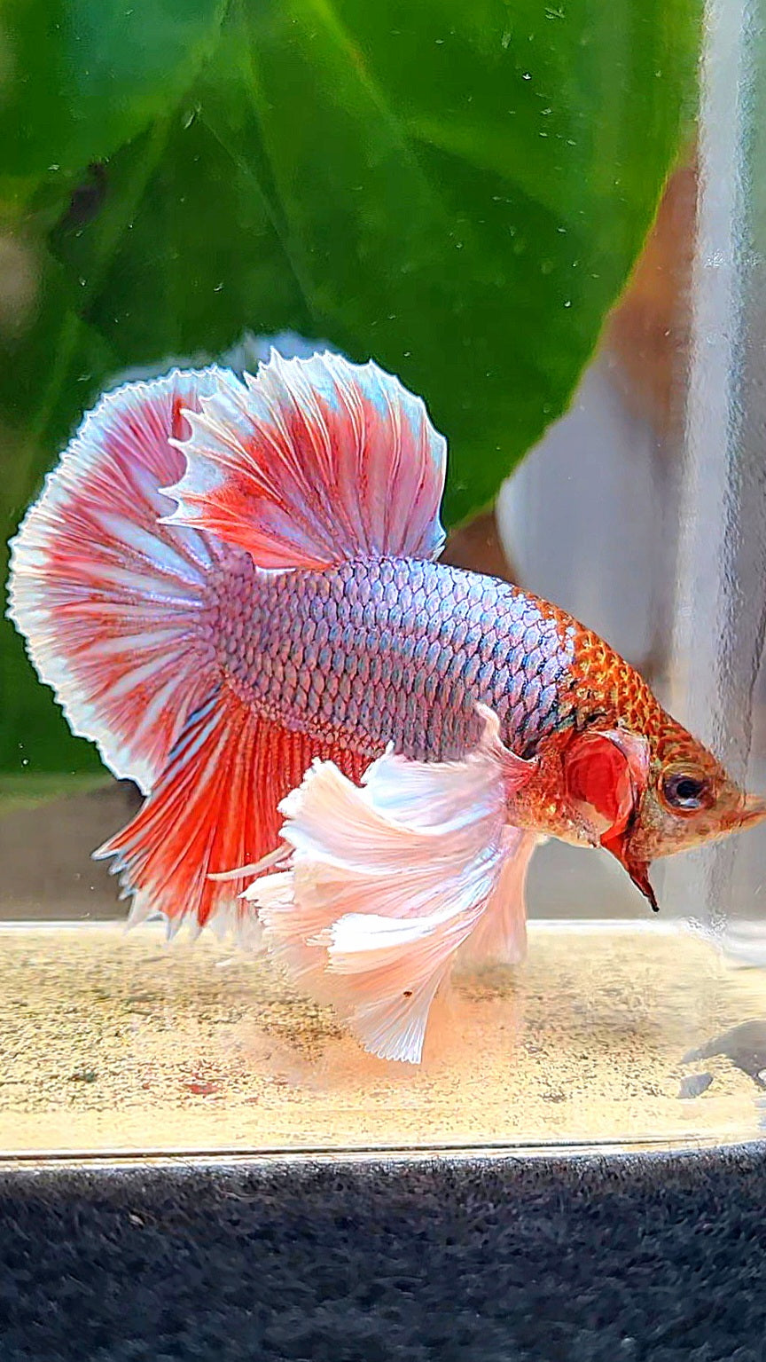 LUXURY HMPK SUPER DUMBO EAR PURPLE UNICORN BETTA FISH