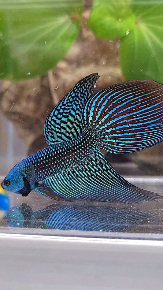 LONGFIN ALIEN GREEN BLUE HYBRID WILD BETTA FISH