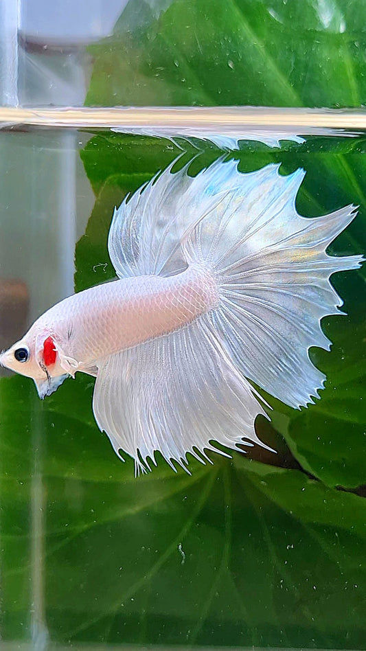 HALFMOON CROWNTAIL HALFSUN WHITE PLATINUM BETTA FISH