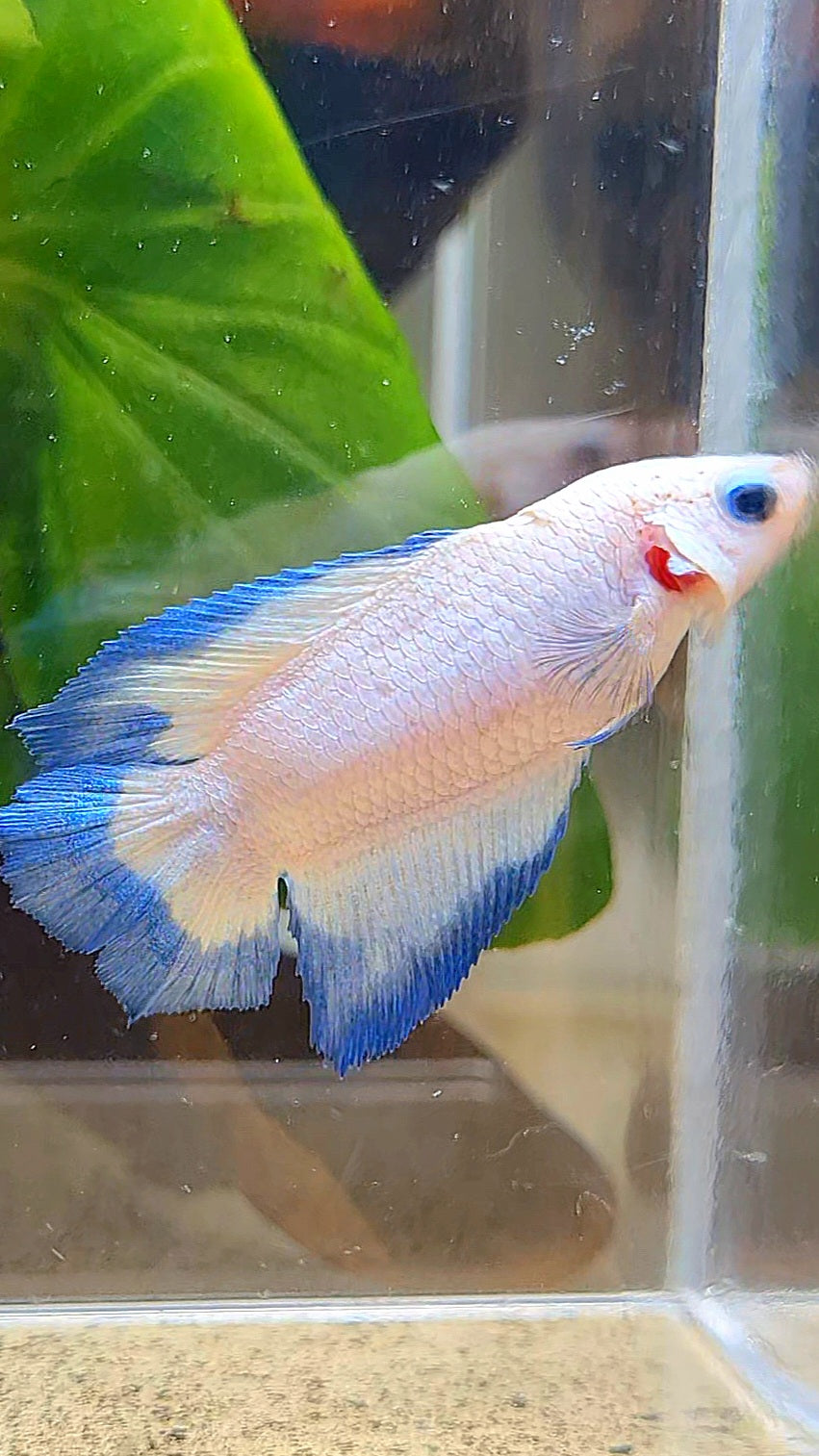 FEMALE HALFMOON DOUBLE TAIL BLUE RIM BUTTERFLY BETTA FISH