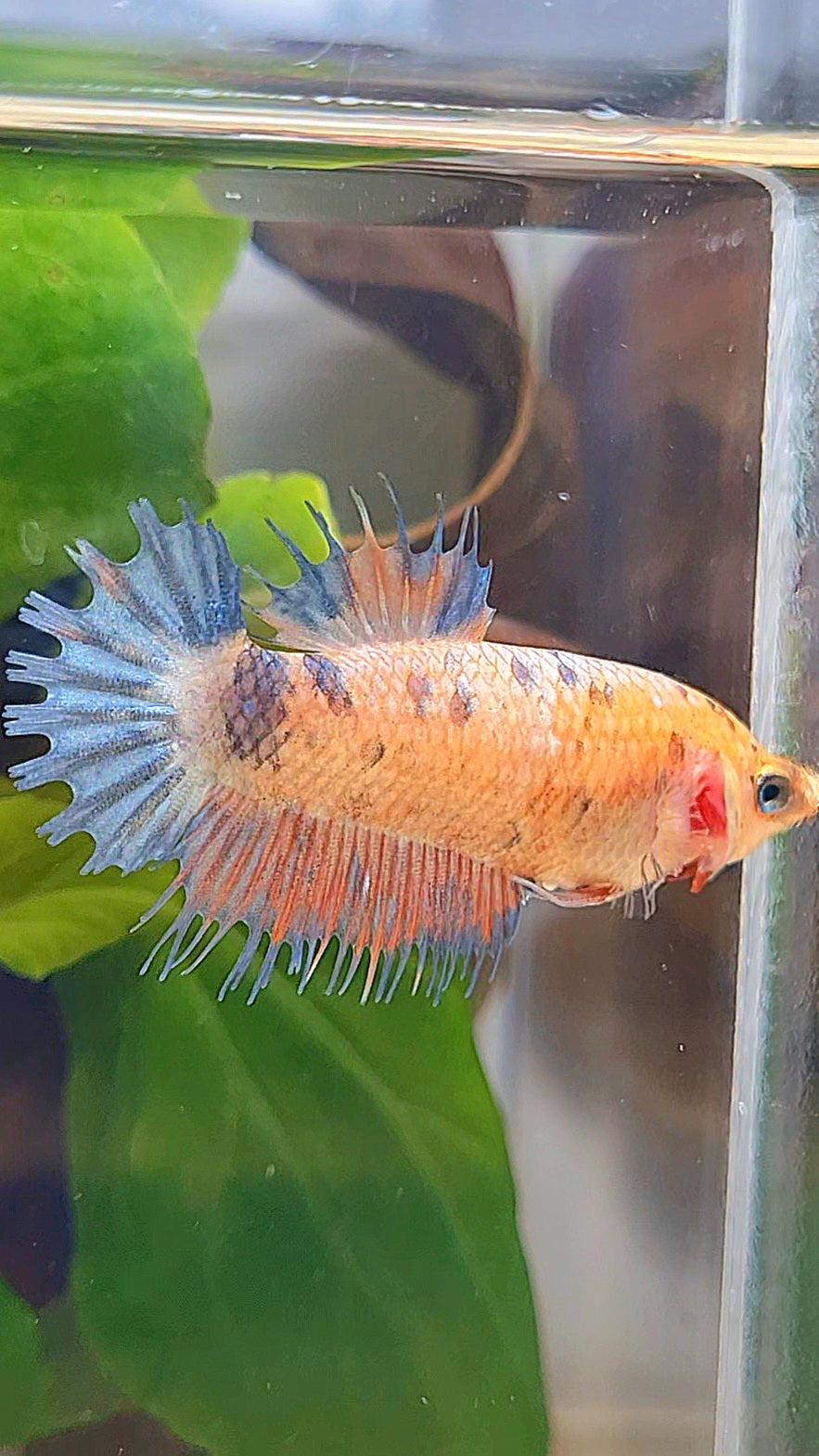 FEMALE CROWNTAIL MULTICOLOR BETTA FISH