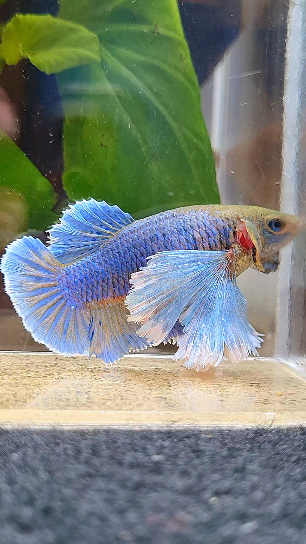 FEMALE PLAKAT SUPER DUMBO EAR PURPLE YELLOW PINEAPPLE BETTA FISH