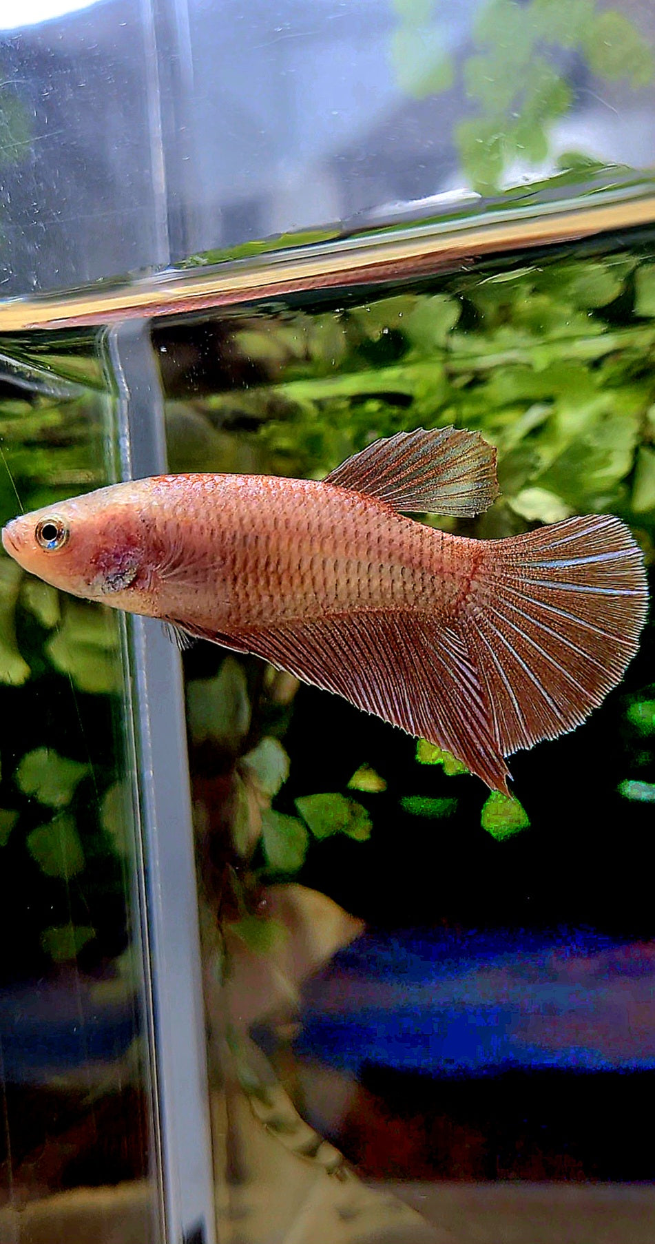 FEMALE PLAKAT MAGENTA BETTA FISH
