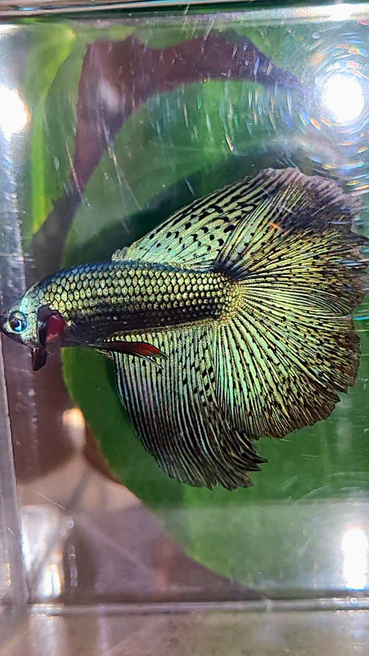 LUXURY HALFMOON DOUBLE TAIL ROSETAIL ALIEN GREEN HYBRID WILD BETTA FISH