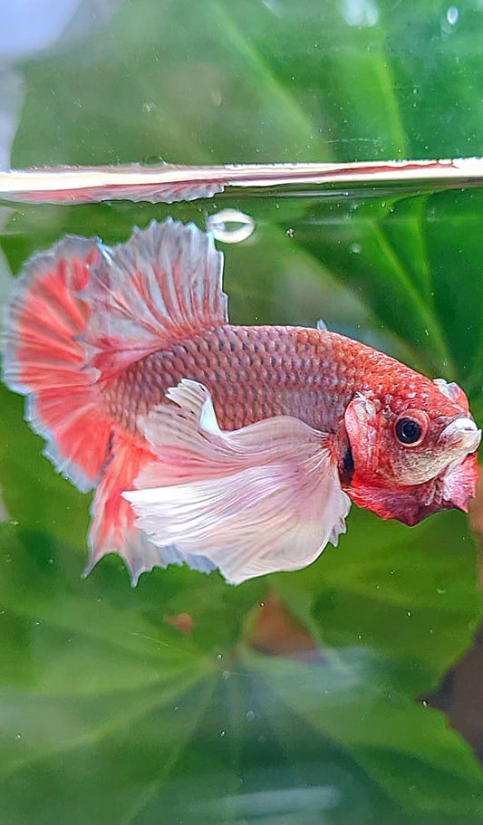 PLAKAT SUPER DUMBO EAR COPPER RED BETTA FISH