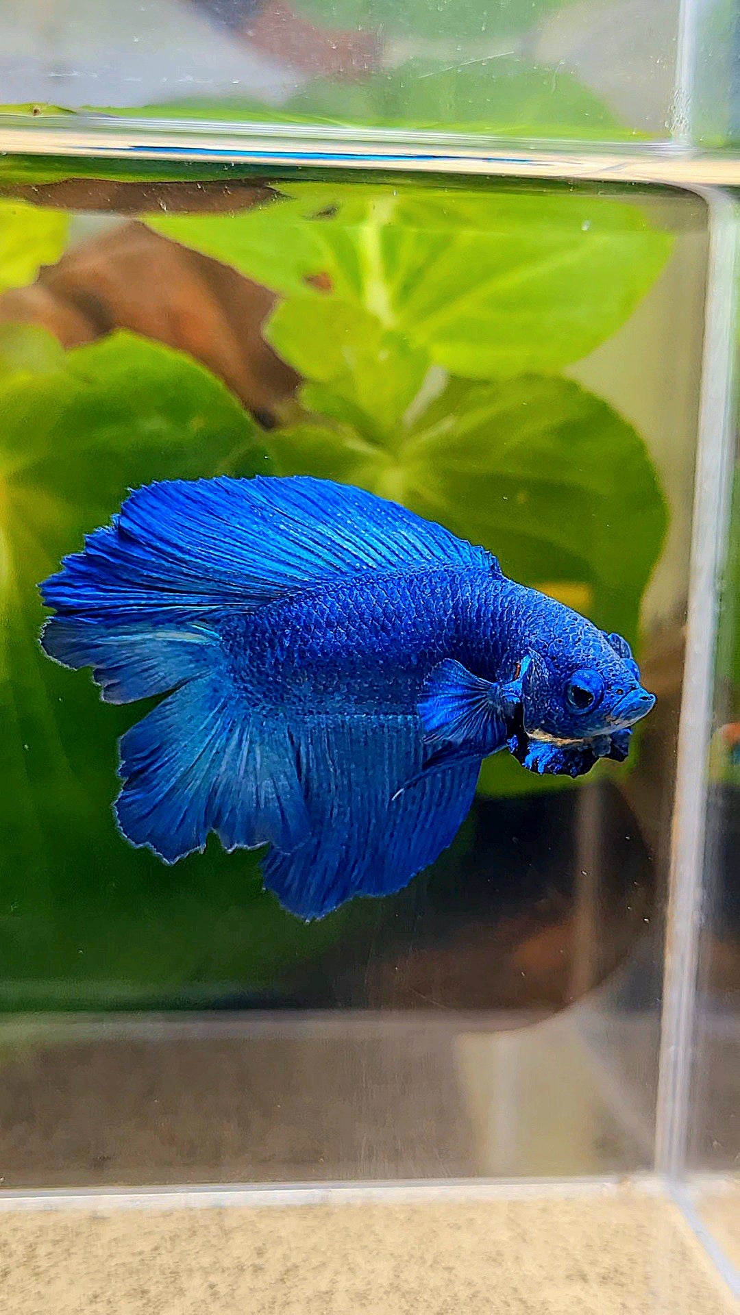 HALFMOON DOUBLE TAIL BLUE BETTA FISH