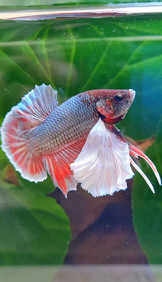 PLAKAT SUPER DUMBO EAR COPPER RED BETTA FISH