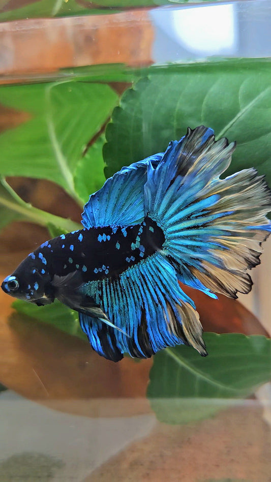 HALFMOON ROSETAIL BLACK GALAXY AVATAR BLUE YELLOW BETTA FISH