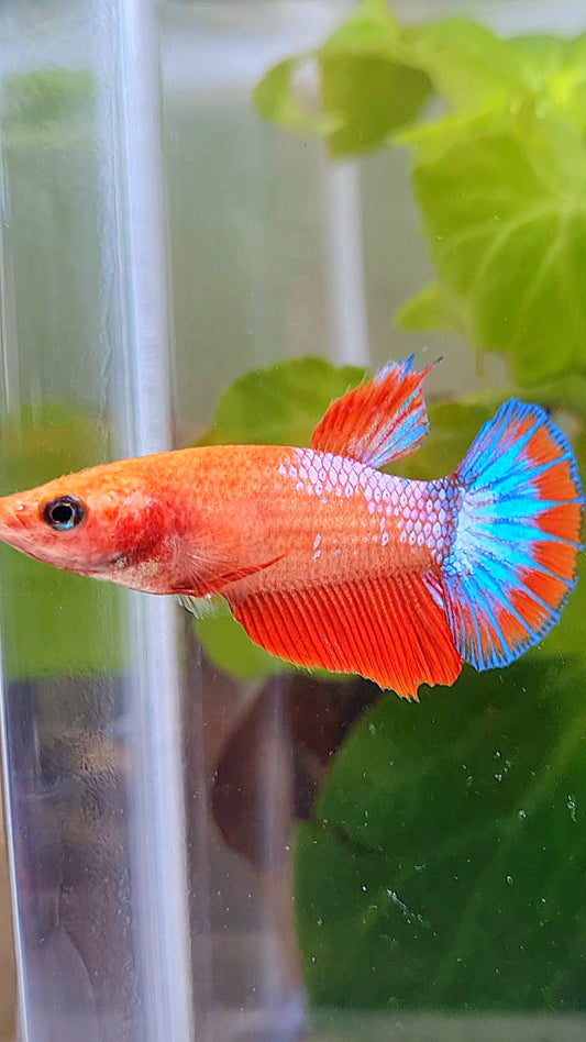 FEMALE HALFMOON RED FANCY FCCP BETTA FISH