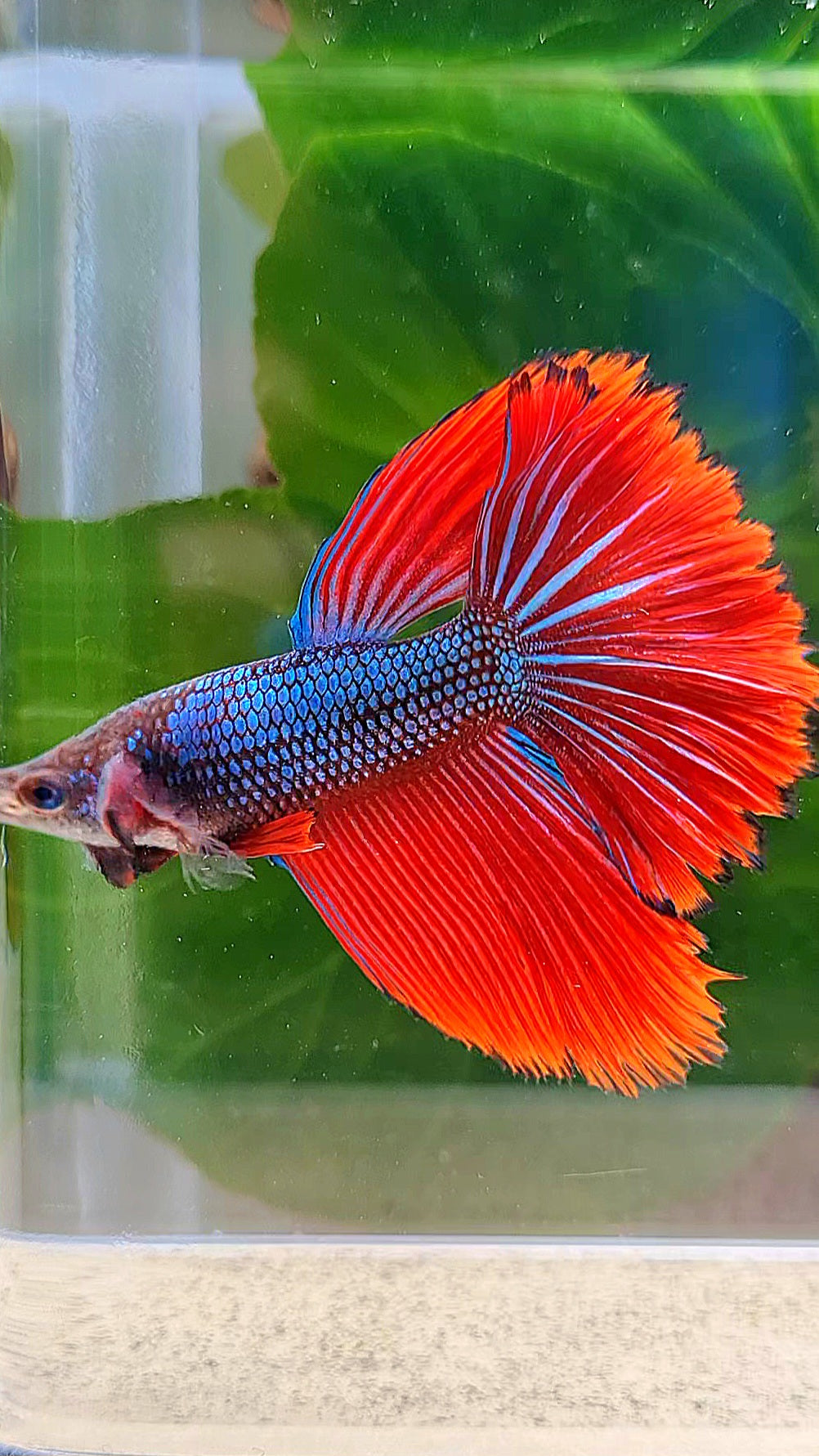 HALFMOON HYBRID IMBELLIS BLUE RED WILD BETTA FISH