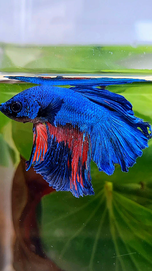 HALFMOON ROSETAIL BLUE PINK BETTA FISH