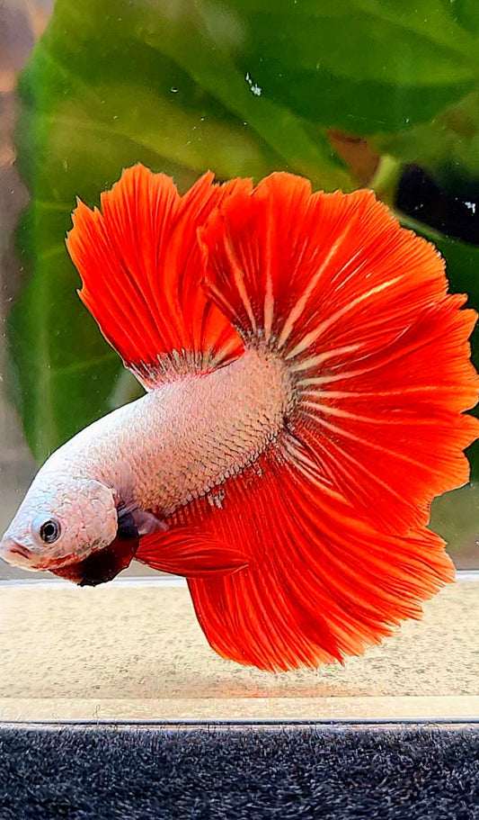 HALFMOON ROSETAIL RED DRAGON BETTA FISH