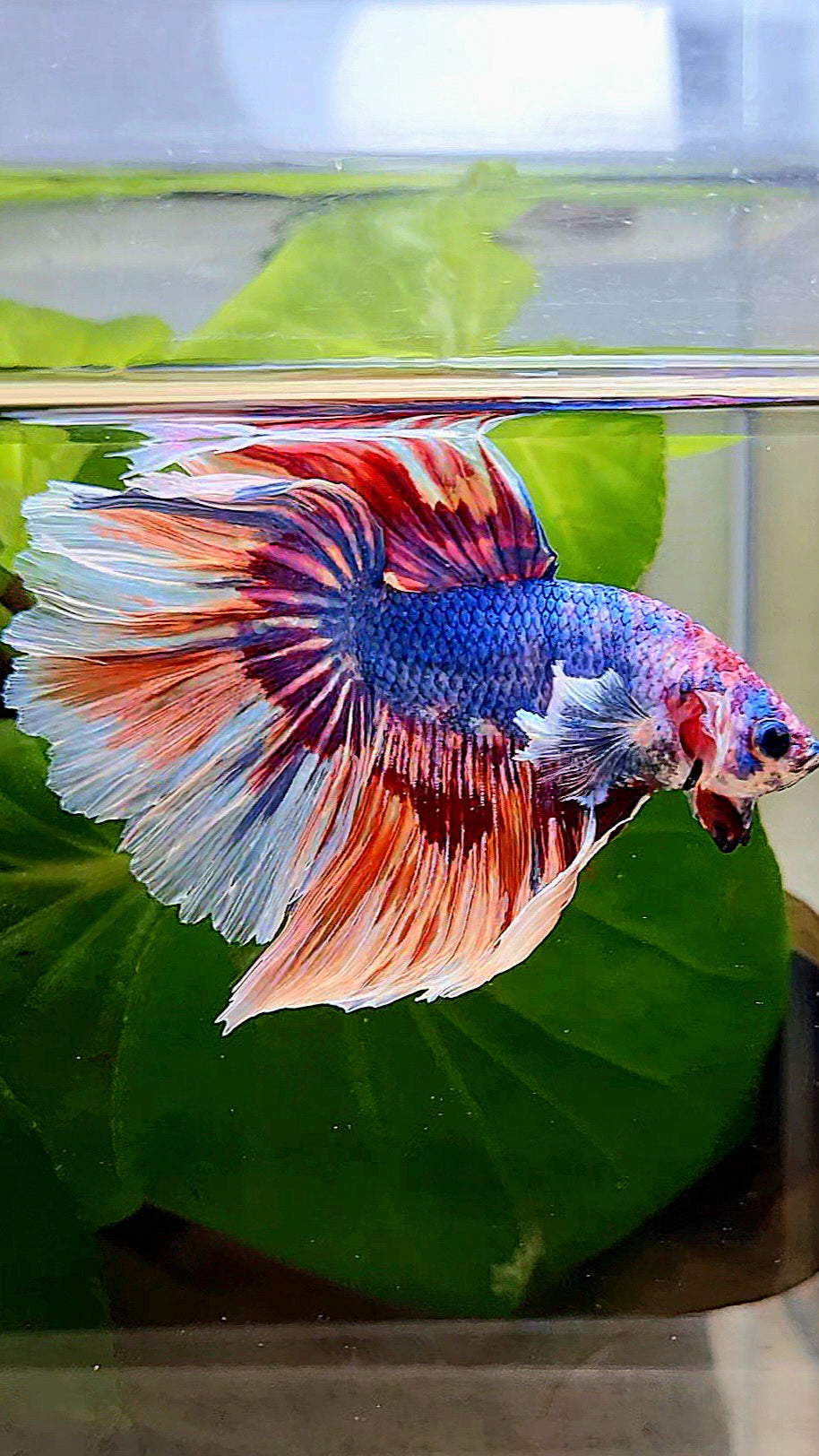XL HALFMOON ROSETAIL BIG EAR BLUE FANCY MULTICOLOR BETTA FISH