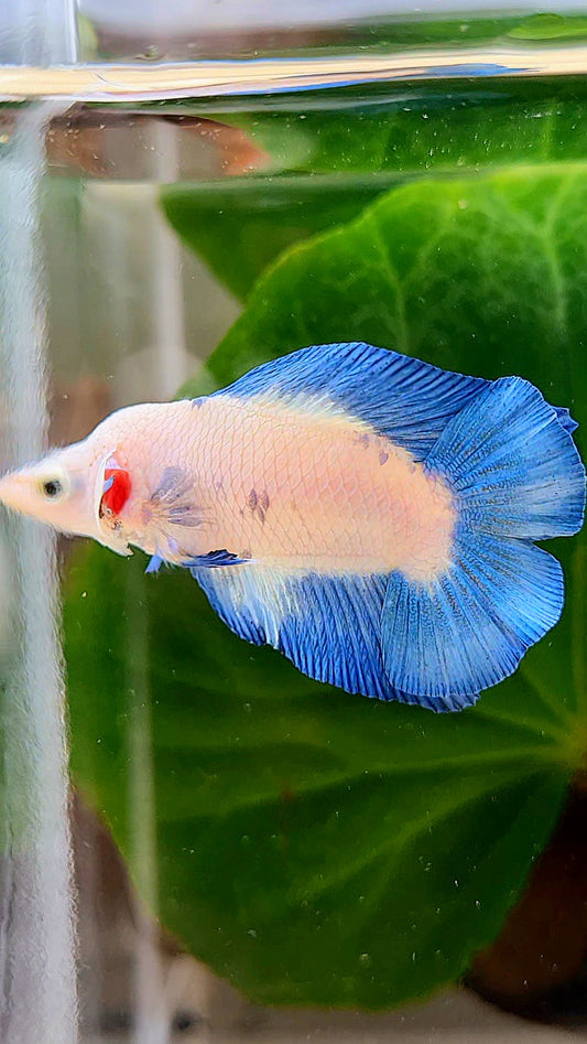 PLAKAT DOUBLETAIL SHORT BODY BLUE RIM BETTA FISH