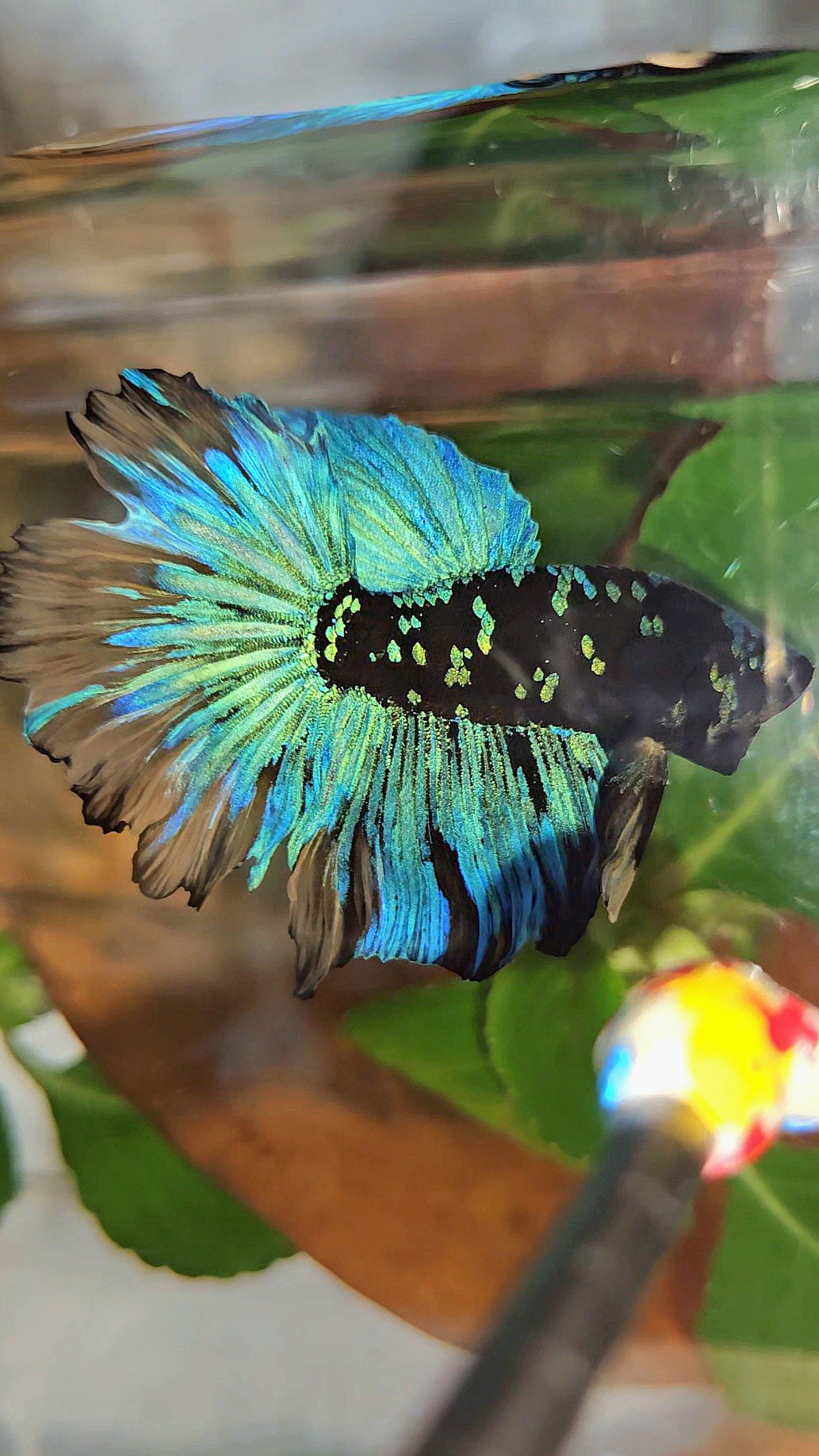 HALFMOON ROSETAIL BLACK GALAXY AVATAR BLUE YELLOW BETTA FISH