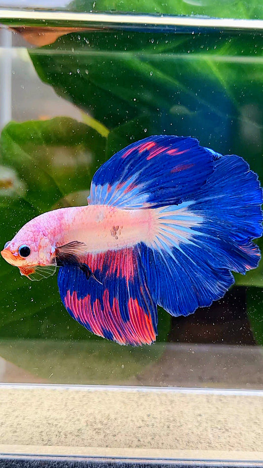 HALFMOON ROSETAIL PINK FANCY FLAMINGGO BLUE RIM BETTA FISH