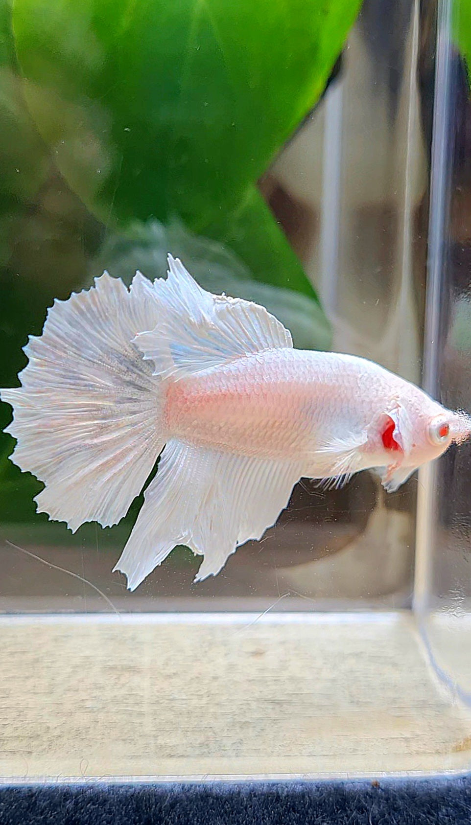 FEMALE HALFMOON WHITE BETTA FISH