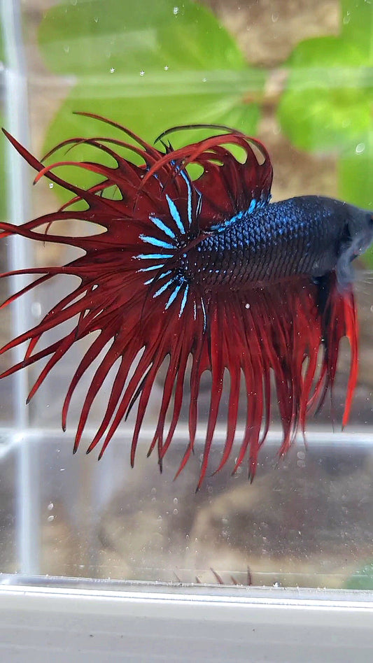 LUXURY XL KING CROWNTAIL BLACK RED VAMPIRE BETTA FISH