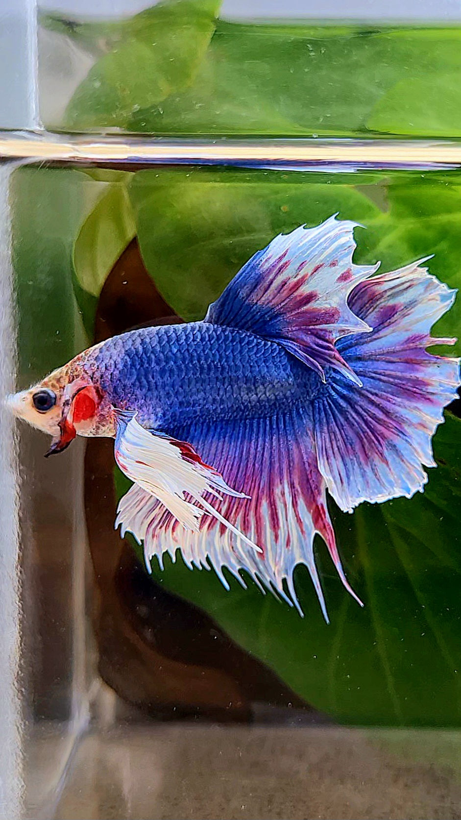 HALFMOON DUMBO EAR PURPLE BLUE FANCY BETTA FISH