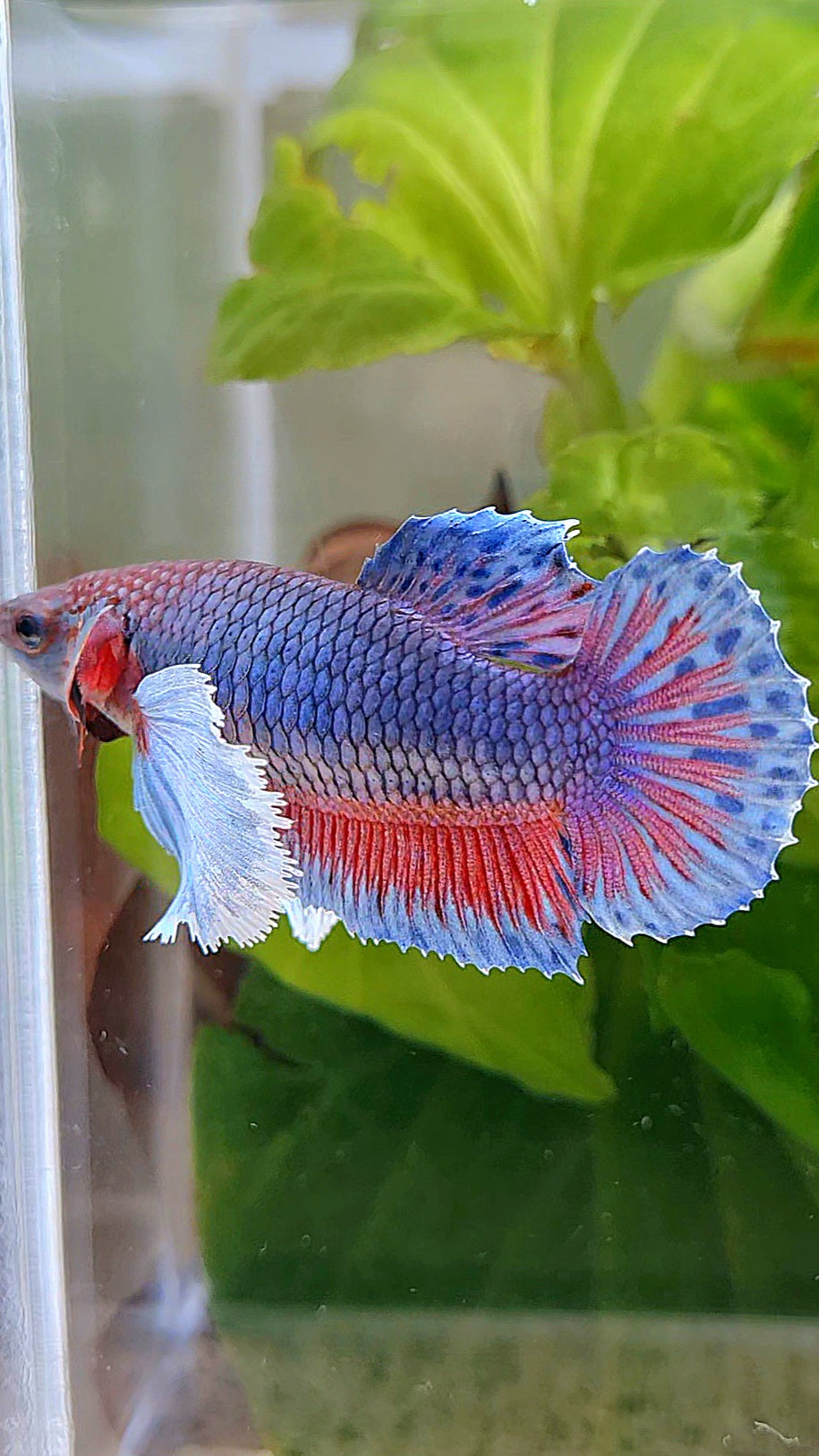 FEMALE PLAKAT SUPER DUMBO EAR BLUE PURPLE BETTA FISH