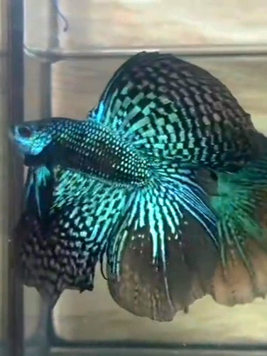 LUXURY HALFMOON DOUBLE TAIL GREEN ALIEN HYBRID WILD BETTA FISH
