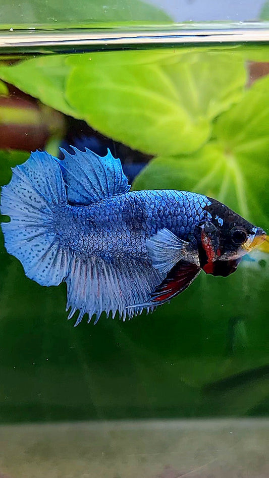 CROWNTAIL PLAKAT STEEL BLUE BLACK FACE BETTA FISH
