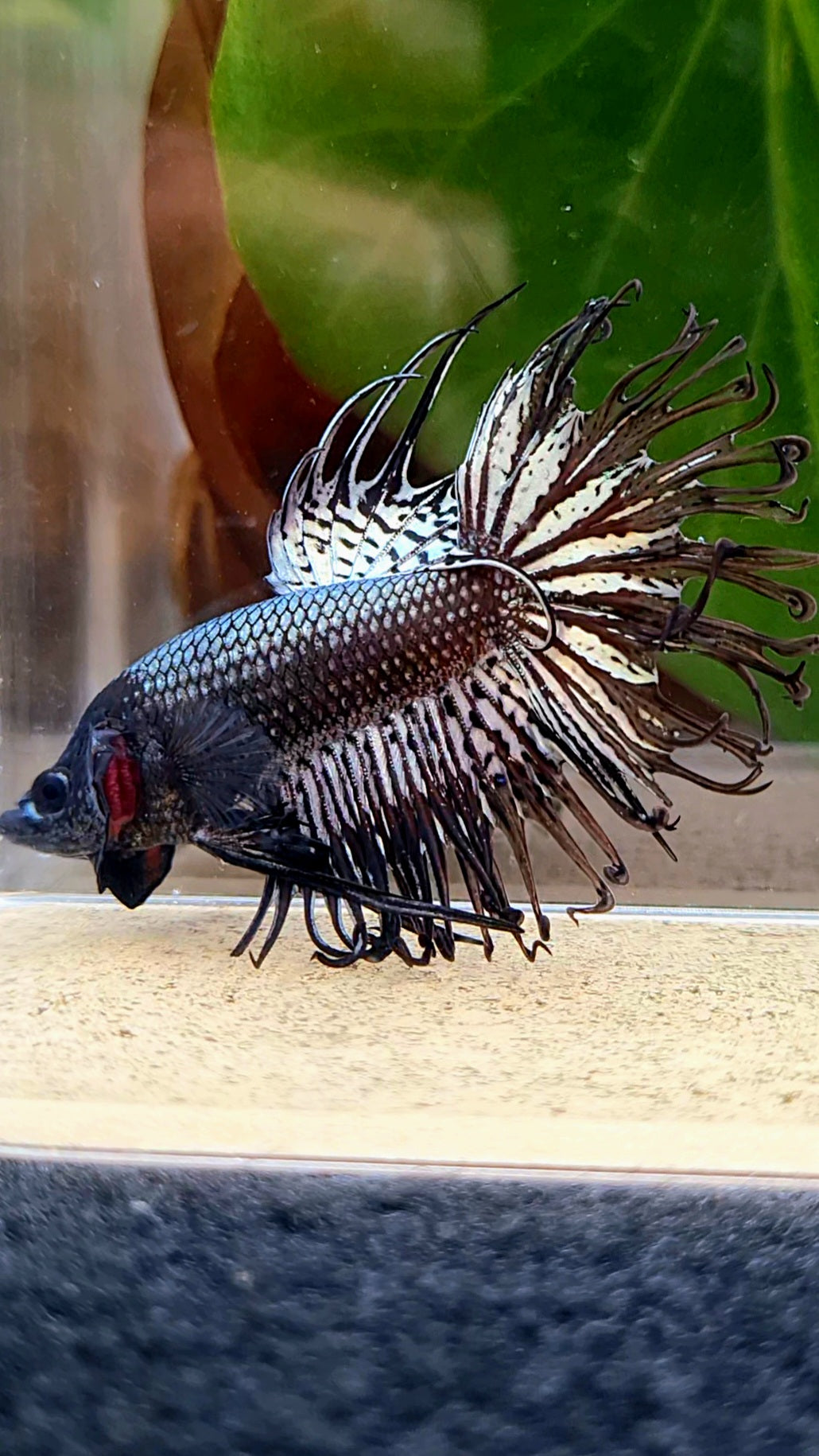 CROWNTAIL BLACK COPPER HYBRID WILD BETTA FISH