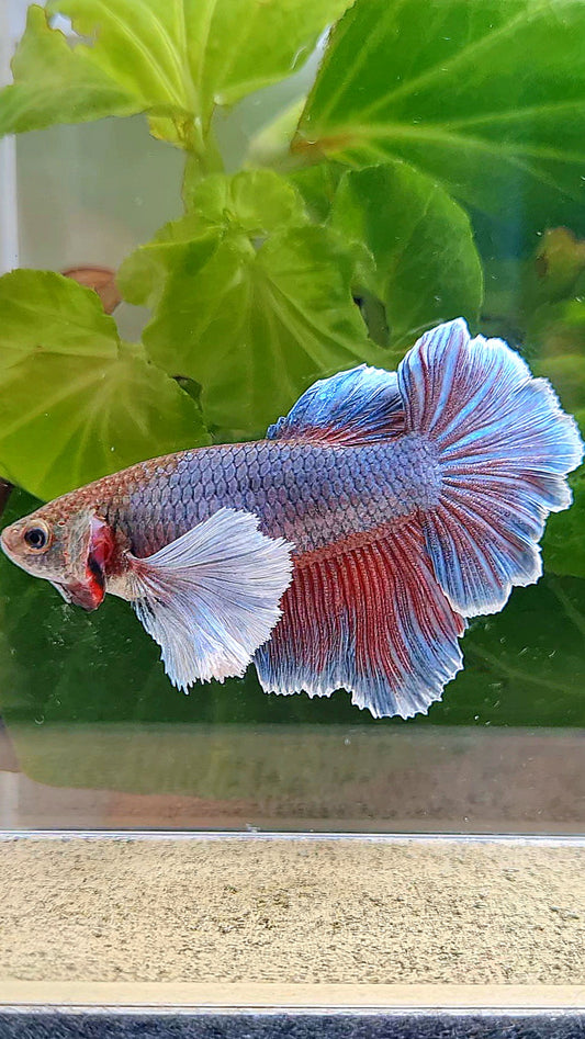 FEMALE HALFMOON ROSETAIL SUPER DUMBO EAR PURPLE BETTA FISH