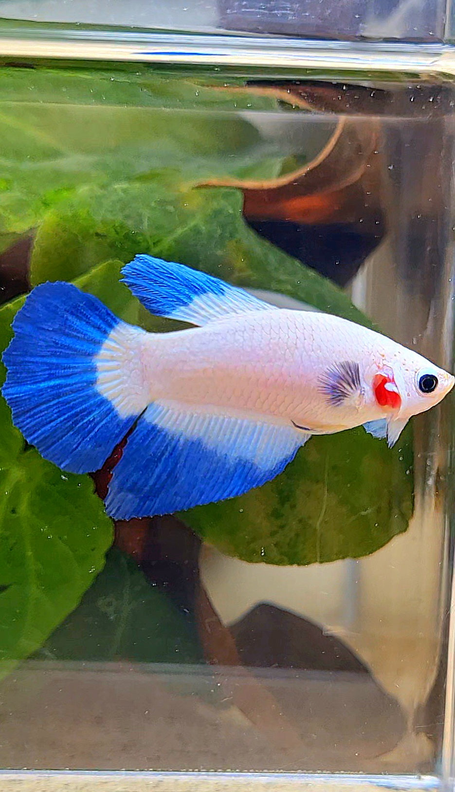 FEMALE HALFMOON BLUE RIM BUTTERFLY BETTA FISH