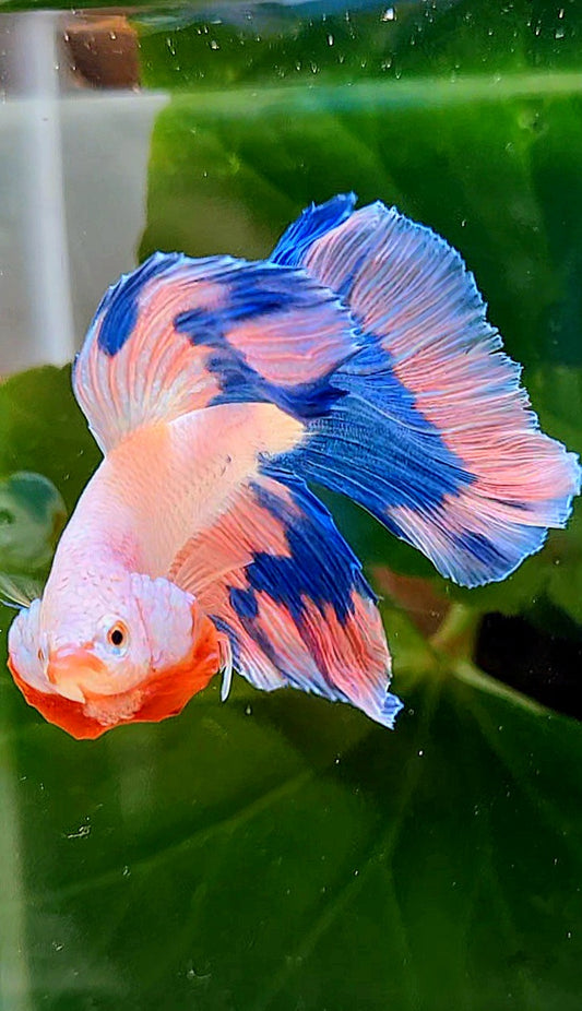 LUXURY HALFMOON ROSETAIL PINK FANCY FLAMINGGO BLUE BUTTERFLY BETTA FISH