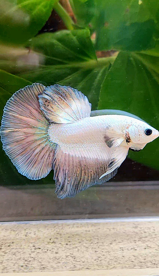 HALFMOON COPPER RIM BETTA FISH