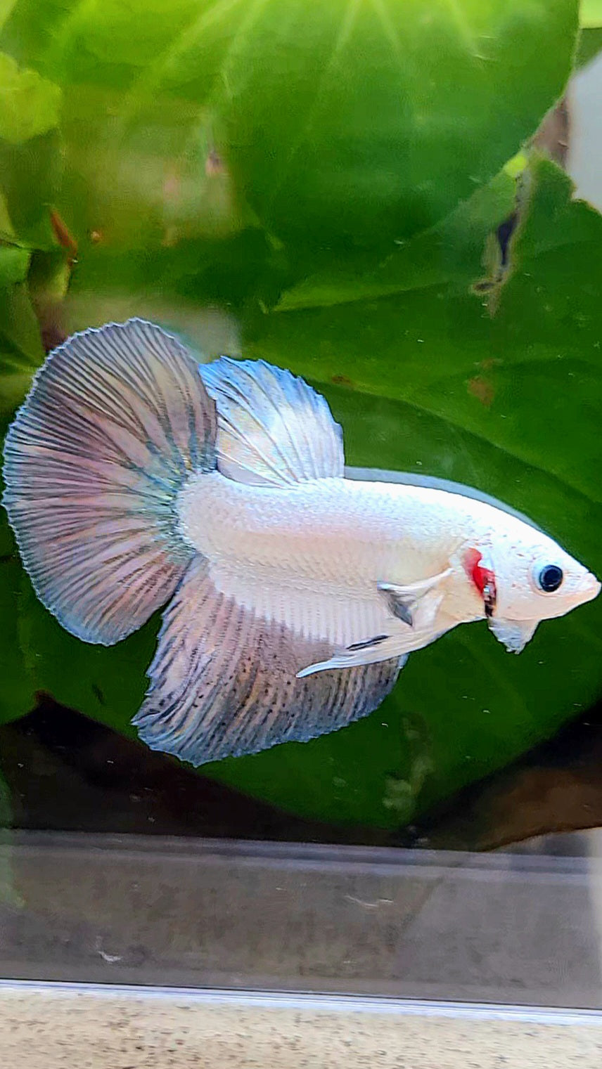 HALFMOON COPPER RIM BETTA FISH