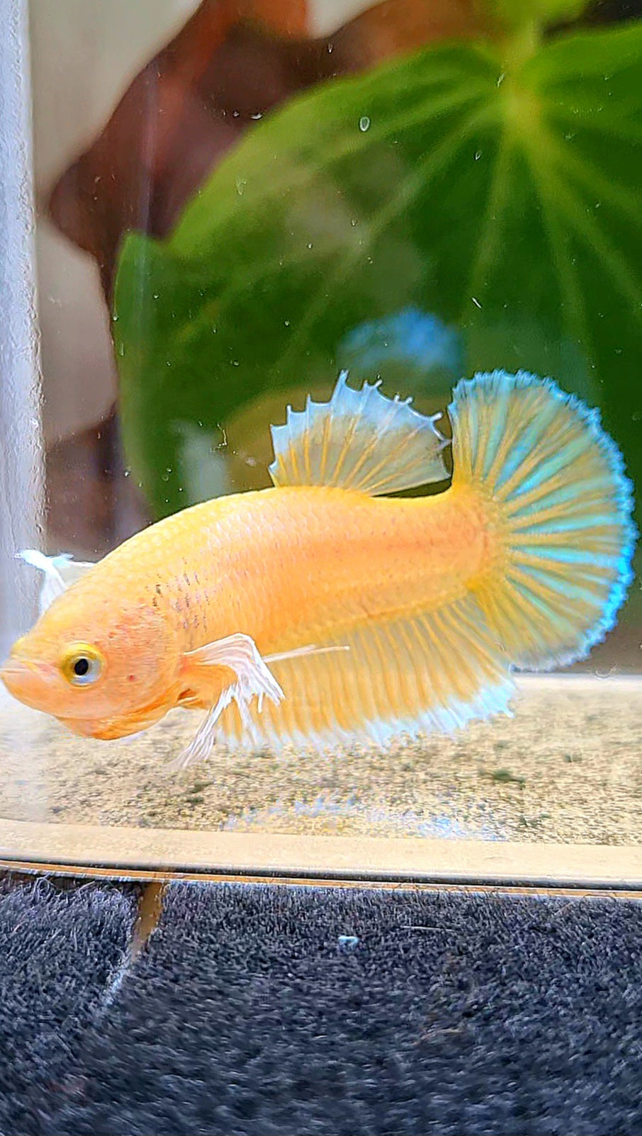FEMALE PLAKAT DUMBO EAR GOLD BETTA FISH
