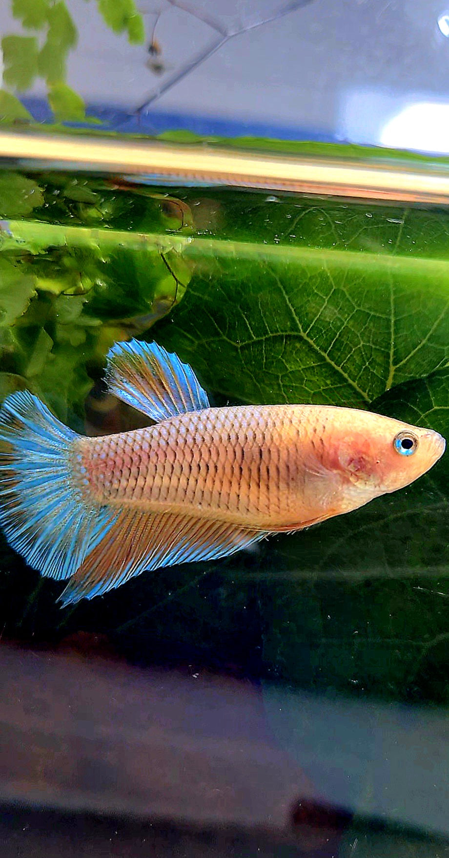 FEMALE HMPK ORANGE PINEAPPLE BETTA FISH