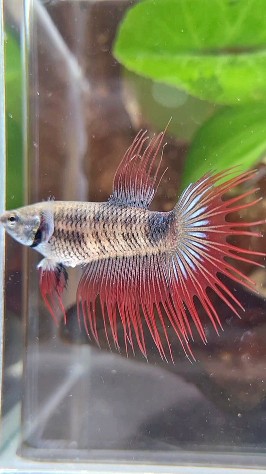 FEMALE KING CROWNTAIL BLACK RED VAMPIRE BETTA FISH