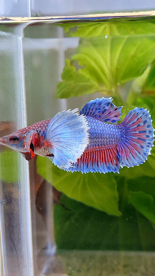 FEMALE PLAKAT SUPER DUMBO EAR BLUE PURPLE BETTA FISH