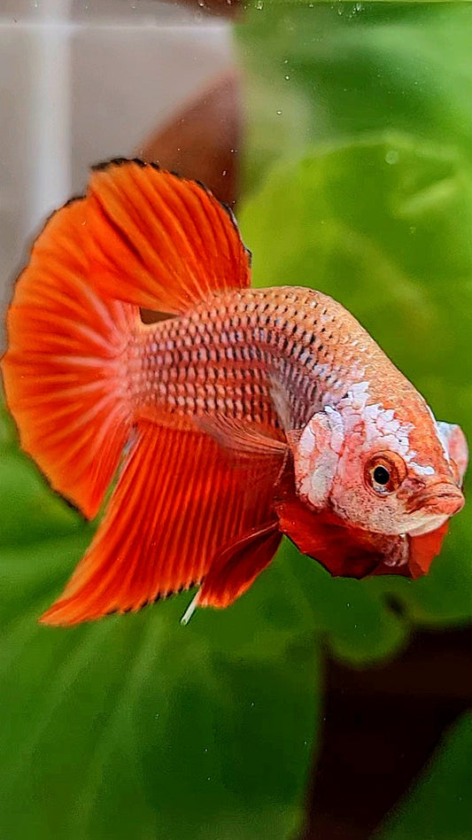 PLAKAT UNIQUE FORM RED FANCY BETTA FISH