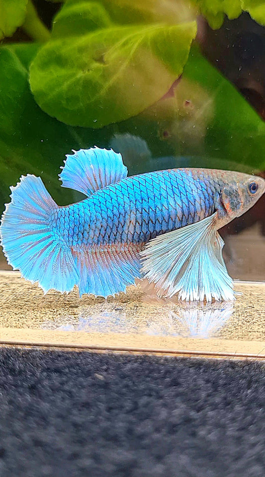 FEMALE PLAKAT SUPER DUMBO EAR GREEN BLUE TURQUOISE BETTA FISH