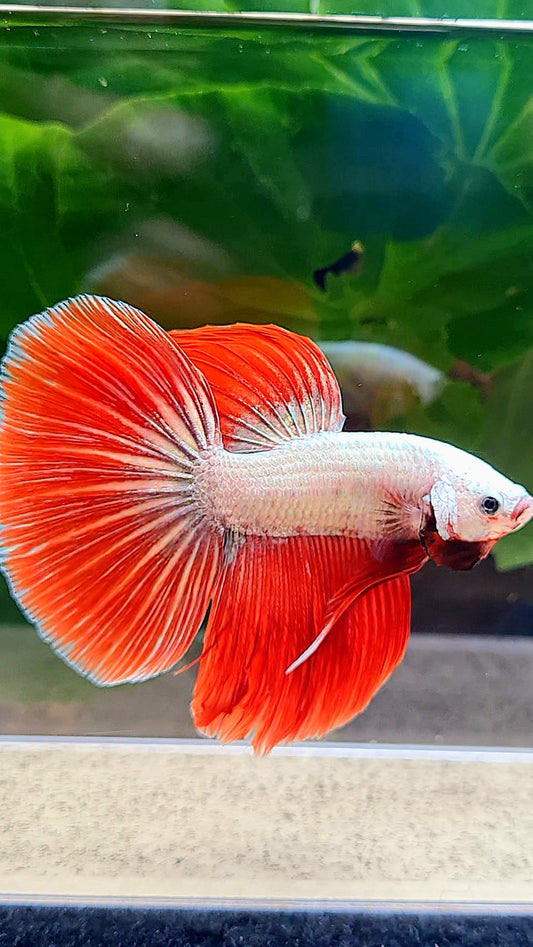 HALFMOON RED DRAGON BETTA FISH