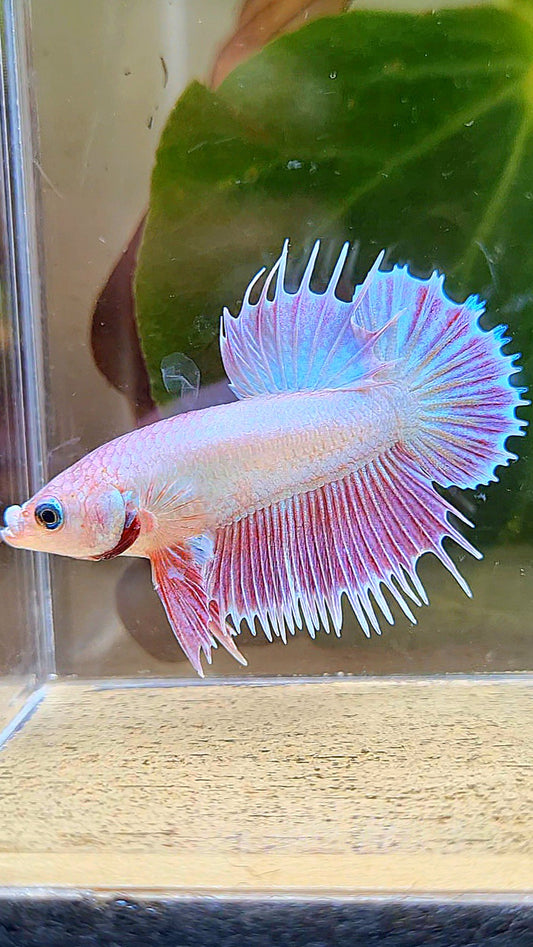 LUXURY CROWNTAIL PLAKAT PINK UNICORN BETTA FISH
