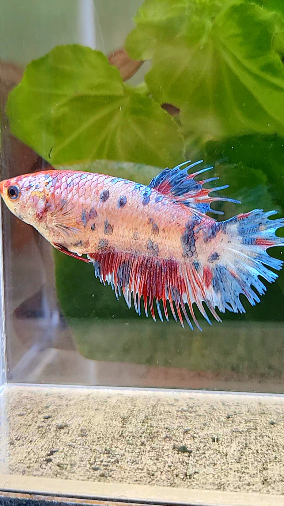 FEMALE CROWNTAIL CANDY MULTICOLOR BETTA FISH
