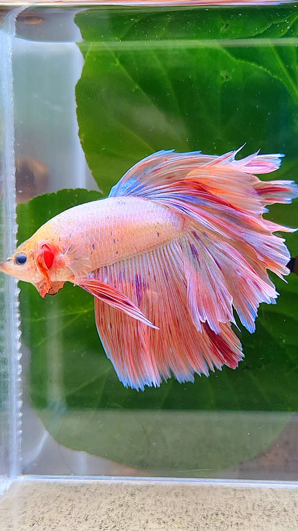 HALFMOON PINK FANCY FLAMINGGO ARMAGEDDON BETTA FISH