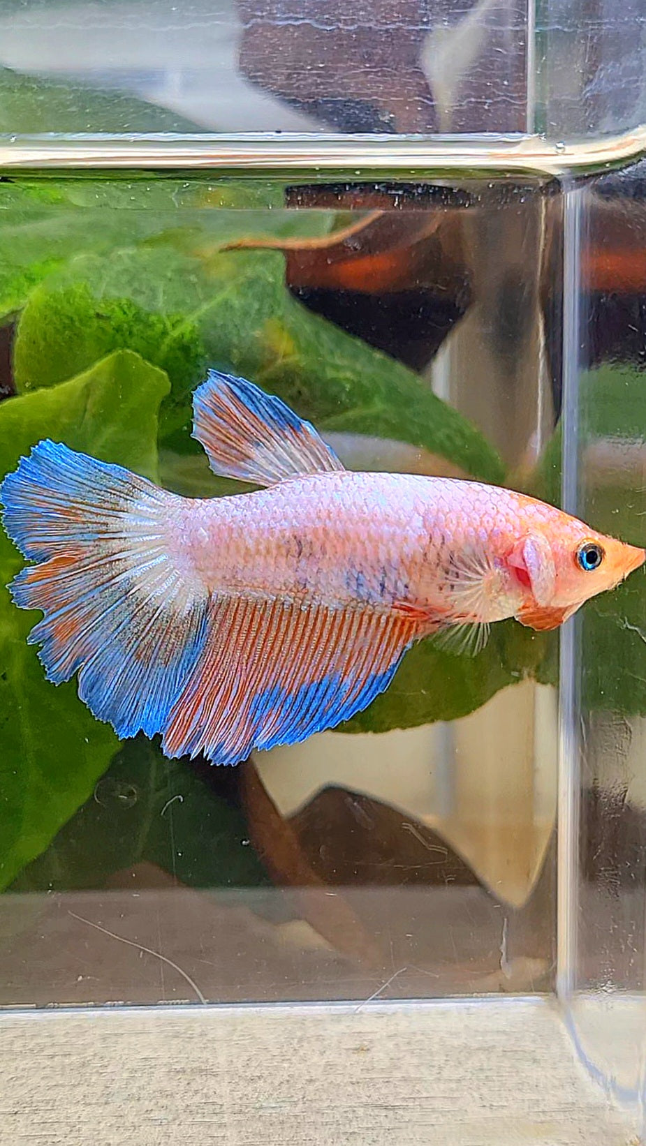 FEMALE HALFMOON PINK BLUE FLAMINGGO RIM BETTA FISH
